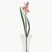 Sunbury Pink Freesia